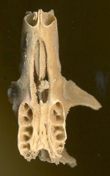 Alveoli in the skull of Neotoma