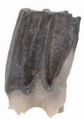 Fossil Neotoma tooth