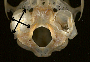 auditory bullae of Sylvilagus nuttallii