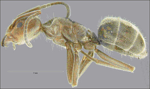 Liometopum apiculatum, lateral view