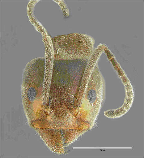Liometopum apiculatum, anterior head