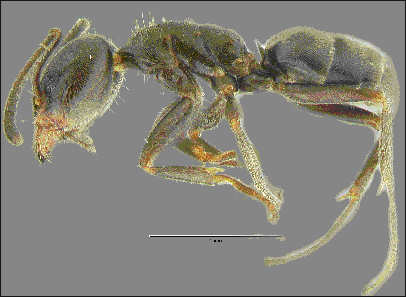 Liometopum luctuosum, lateral view