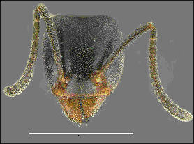 Liometopum luctuosum, anterior head