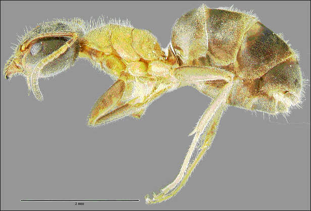 Liometopum occidentale, lateral view