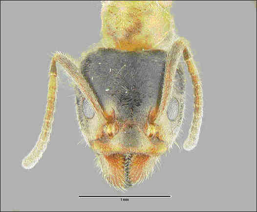 Liometopum occidentale, anterior head