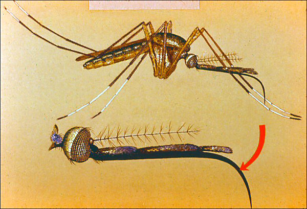 Wing and leg