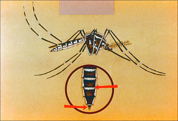 Wing and leg