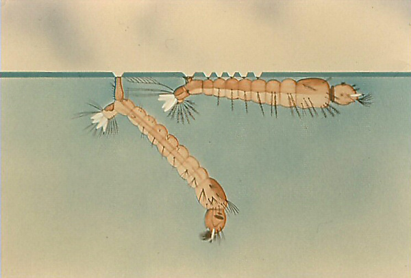 Lateral view of Anopheles and Culex in water
