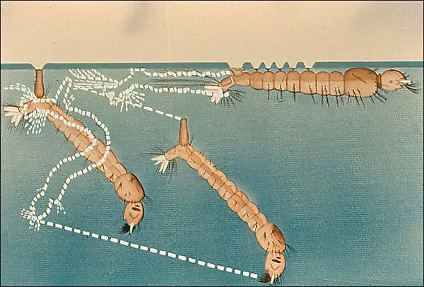 Culex submerging and Anopheles moving over surface