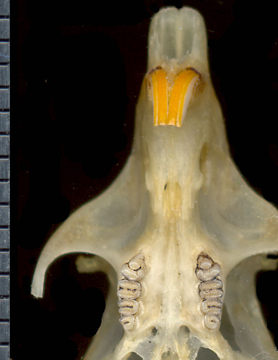 Ventral view of anterior Chaetodipus eremicus skull.