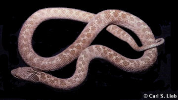 Hypsiglena torquata; photo by Carls S. Lieb