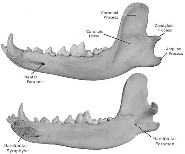 Dentary Bone