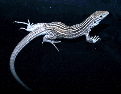 New Mexican whiptail