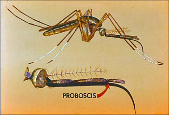 mosquite adult and proboscis