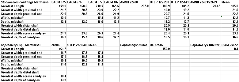 Metatarsal measurements of Capromeryx sp. and Stockoceros conklingi