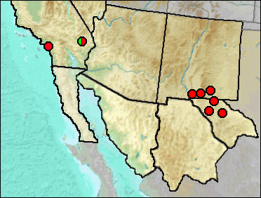 Distribution of fossil Coluber/Masticophis
