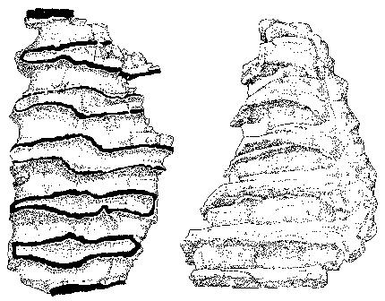 Tooth of Mammuthus meridionalis