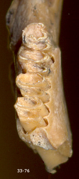 Right lower toothrow of Aluralagus virginiae