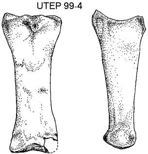 Anterior and side views of phalanx I, Nannippus peninsulatus