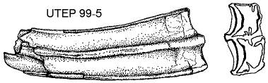 partial left upper cheek tooth, lateral and occusal views, Nannippus peninsulatus