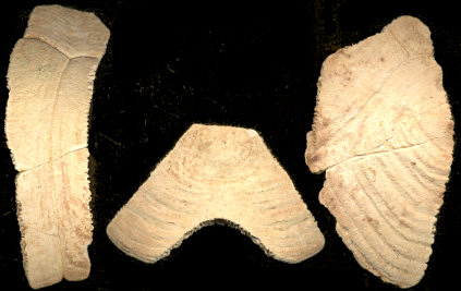 Carapace pieces, Hesperotestudo wilsoni