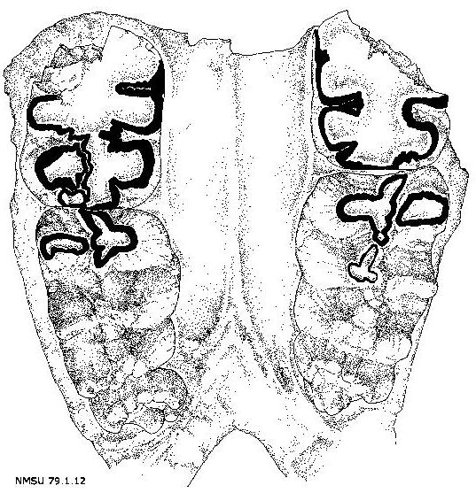 Palate of Cuvieronius sp., NMSU 79.1.12