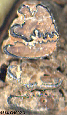 Lower p3 and p4 of a fossil Sylvilagus audubonii
