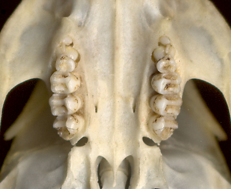 Palatal region of Ammospermophilus leucurus