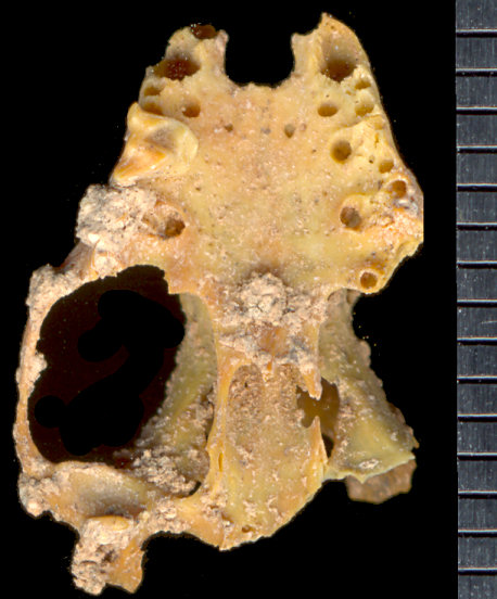 Fossil Pallid bat (Antrozous pallidus ) from Dark Canyon Cave