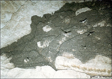 Colony of Mexican Free-tailed Bats