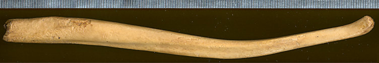 Baculum of Ursus americanus