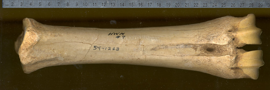 Posterior cannonbone of Bison antiquus