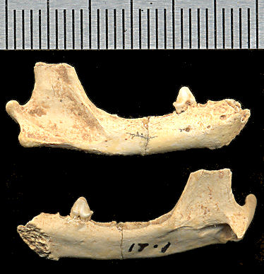 Right dentary of possible Brachyprotoma