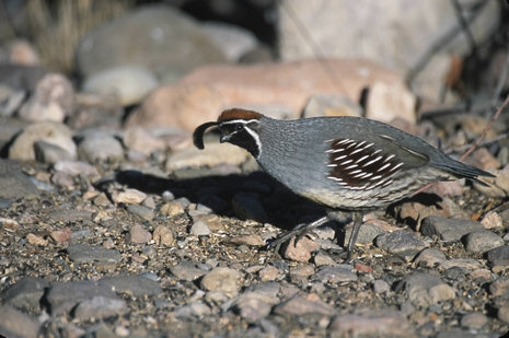John J. Mosesso photo of Gambel's Quail
