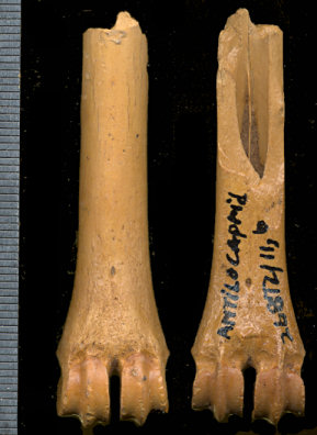 Distal metapodial of Capromeryx