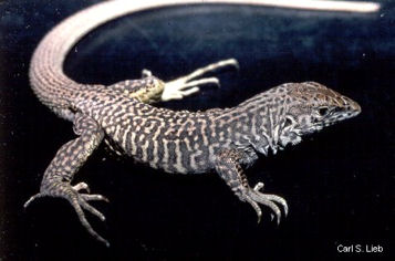 Aspidoscelis tigris; photo by Carl S. Lieb