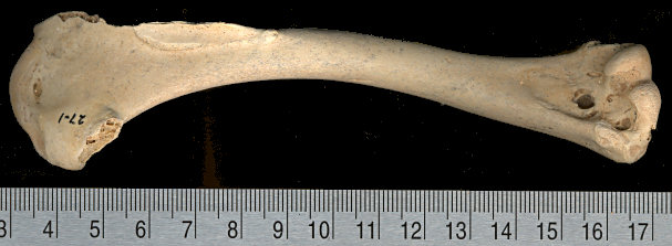 Left humerus of Coragyps occidentalis