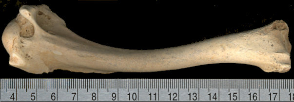 Left humerus of Coragyps atratus occidentalis