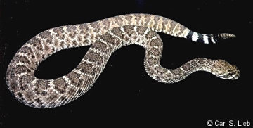 Crotalus atrox, photo by Carls S. Lieb