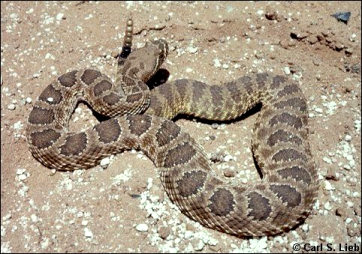 Crotalus viridis, photo by Carls S. Lieb