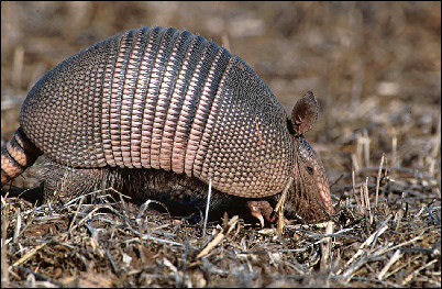 Nine-banded Armadillo, Dasypus novemcinctus