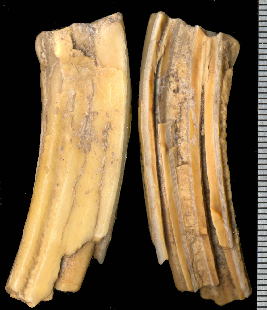 Longitudinal views of the upper cheektooth of Equus francisci