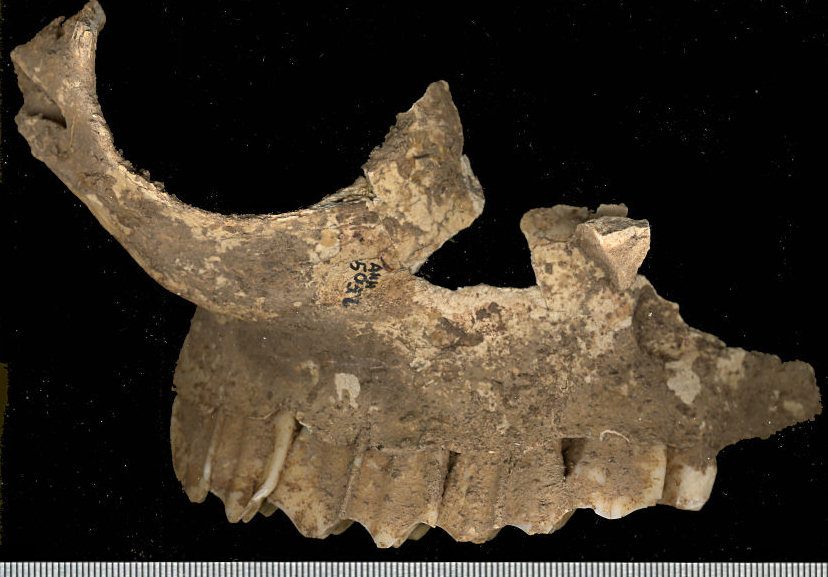 Lateral view of Hemiauchenia macrocephala maxilla