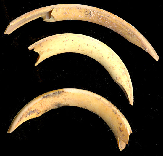 One lower and two upper rodent incisors