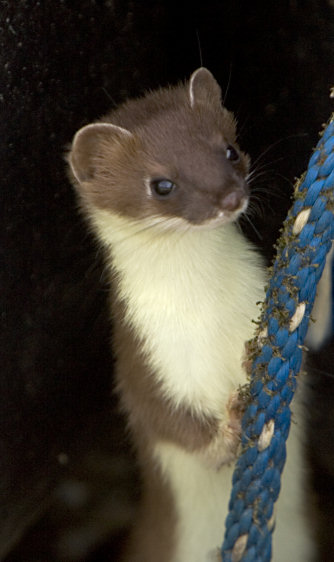 Mustela erminea photograph