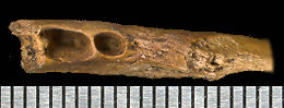 Dentary fragment tentatively identified as Mustela vison