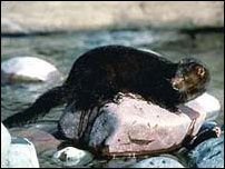 Forest Service image of Mustela vison