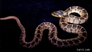 Plainbelly Water Snake. Photograph by Carl S. Lieb.