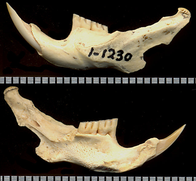 Holotype of Neotoma pygmaea