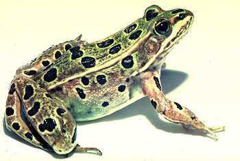 USGS image of Lithbates pipiens